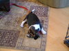 Dolly's pup - Little Dot