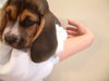 Dolly's pup - Little Dot