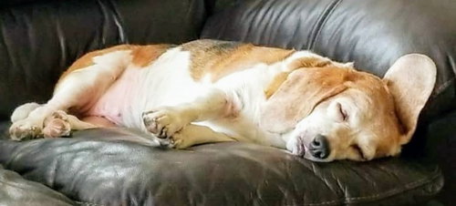 Dixie VI