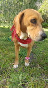 Maybelle