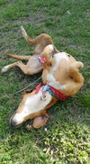 Maybelle