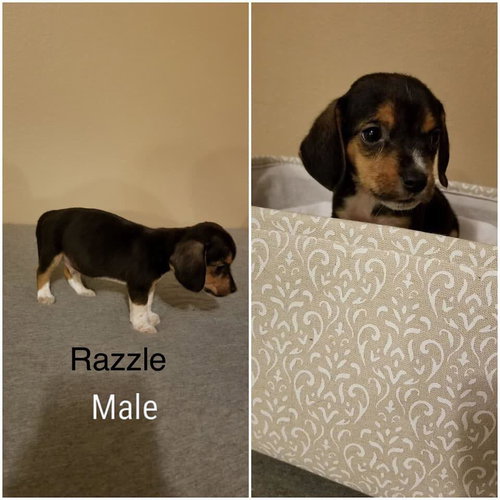 Molly IX's pup Razzle