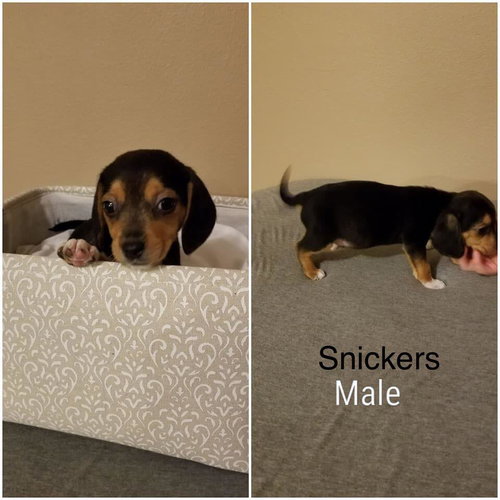 Molly IX's pup Snickers