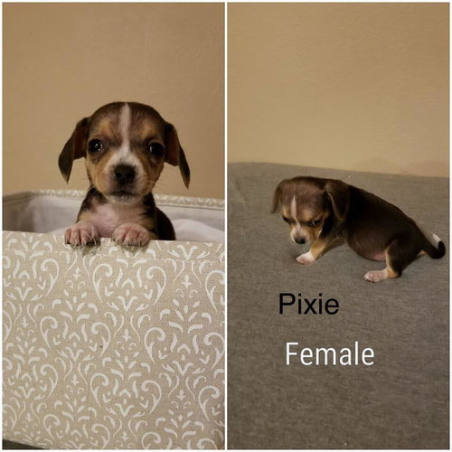 Molly IX's pup Pixie