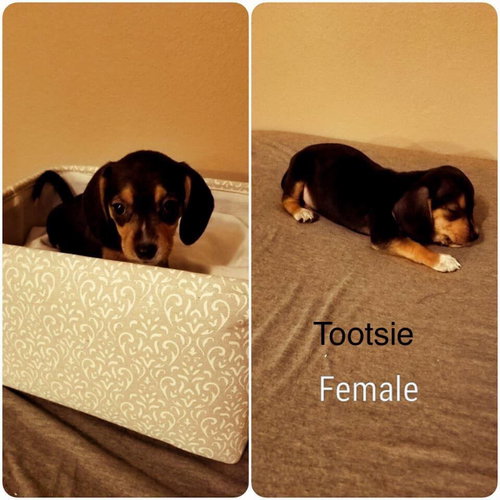Molly IX's pup Tootsie