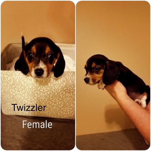 Molly IX's pup Twizzler