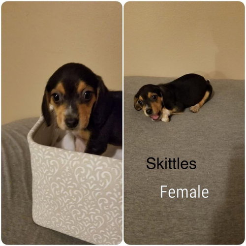 Molly IX's pup Skittles