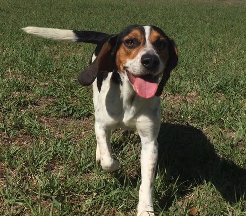 Boomer III