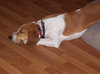 Buster III