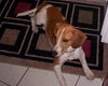 Buster III