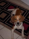 Buster III