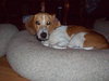 Buster III