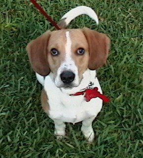 Buster III