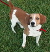 Buster III