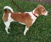 Buster III