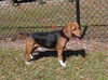 Barney II