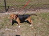 Barney II