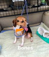 Bones