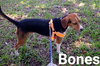 Bones