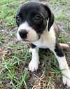 Baker puppy Ruth