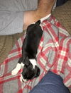 Baker puppy Ruth
