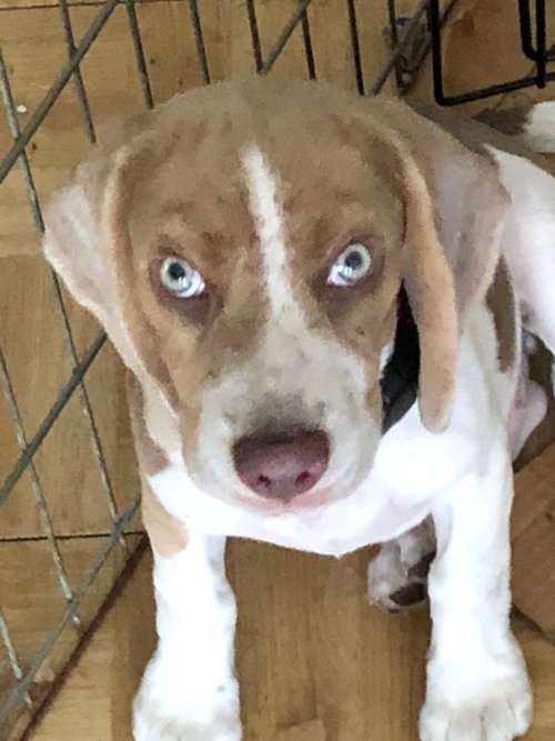 Milton puppy Max