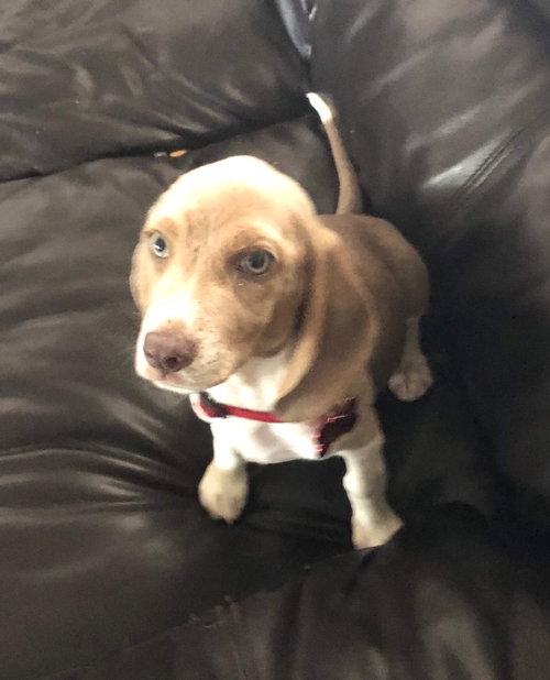 Milton puppy Nessie