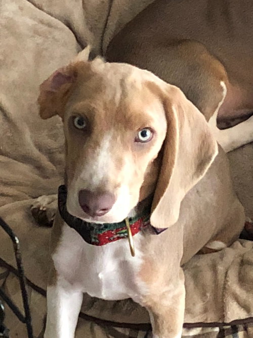 Milton puppy Tatum