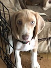Milton puppy Tatum