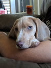 Milton puppy Tatum