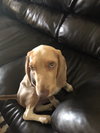 Milton puppy Jacob