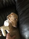 Milton puppy Jacob