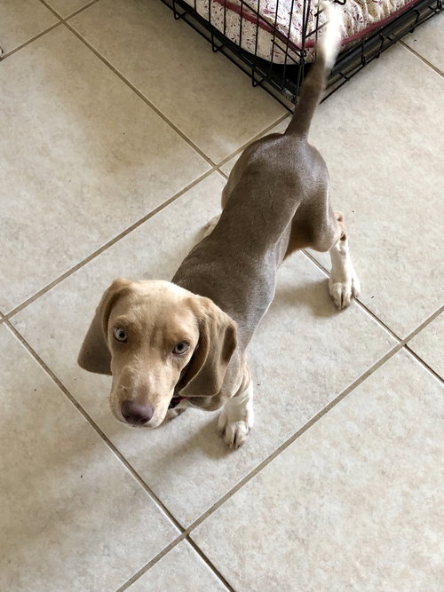 Milton puppy Jacob