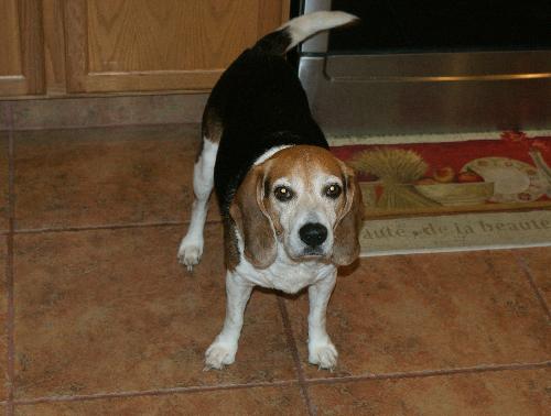 Toby IV