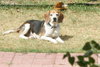 Toby IV