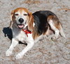 Toby IV