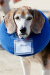Rizzo