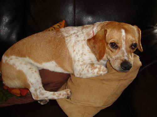 Howie