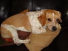 Howie