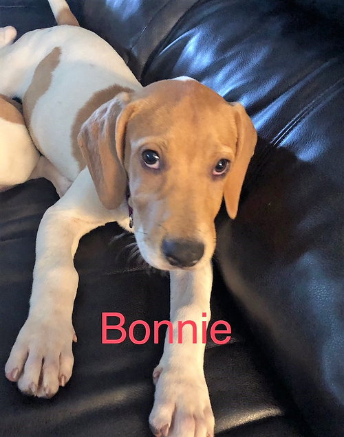 Bonnie V
