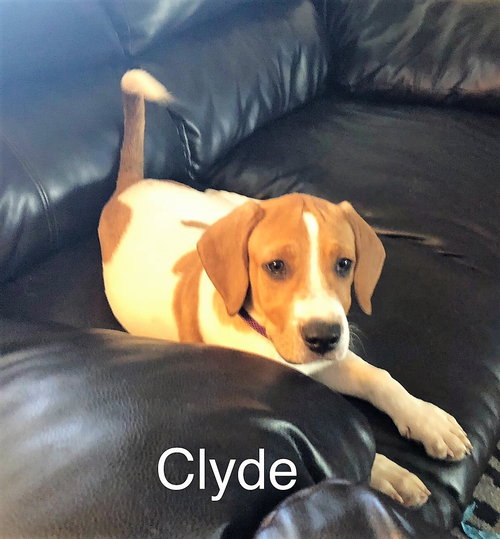 Clyde IV