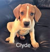 Clyde IV