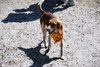 Clementine