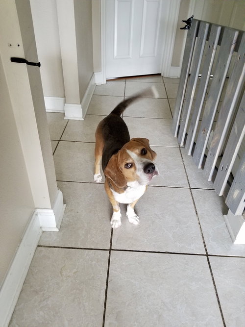 Smiling Jack