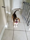 Smiling Jack