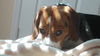 Scout/Tootsy