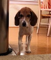 Bucky II