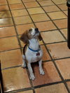 Buddy XVII