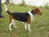Lucy VI