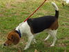 Lucy VI